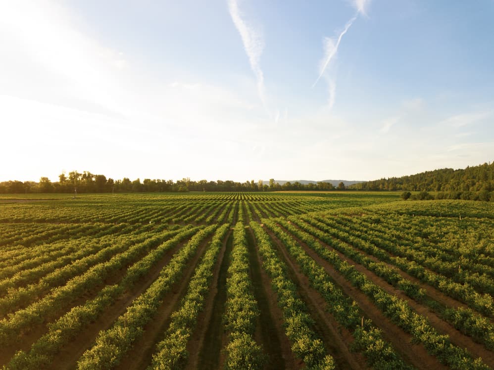 tierra de productor de comercio justo