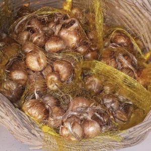 bulbos
